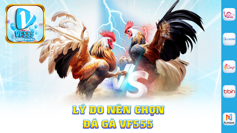 Lý Do Nên Chọn Đá Gà Vf555