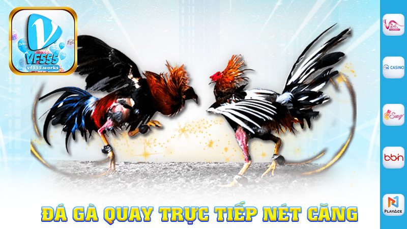Đá gà quay trực tiếp nét căng