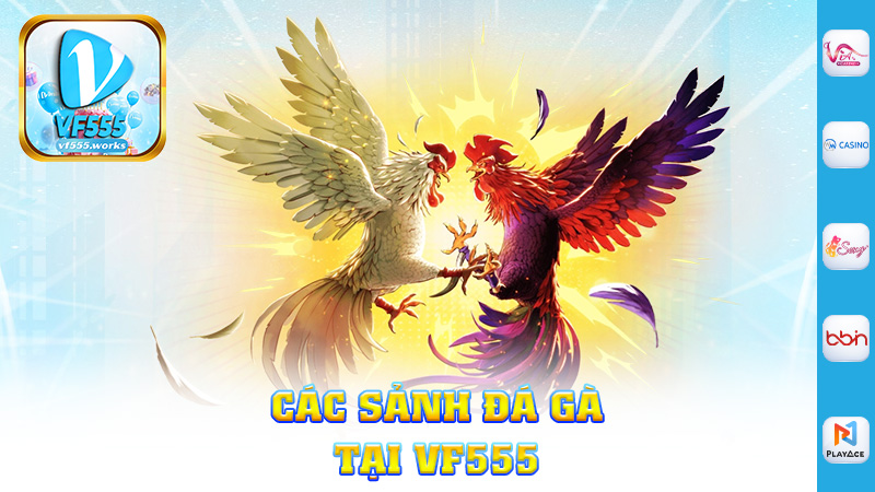  Các Sảnh Đá Gà Tại Vf555