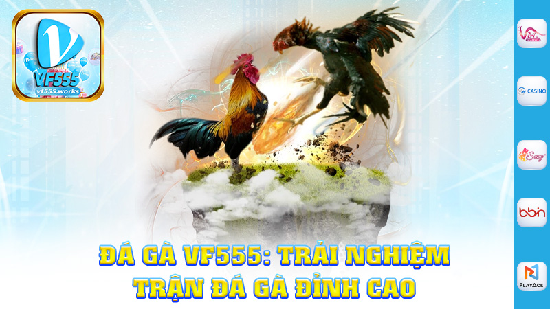 Đá Gà Vf555: Trải Nghiệm trận đá gà đỉnh cao